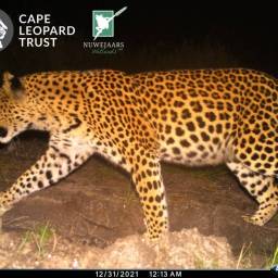 Leopard